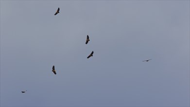 Six (!) Griffon Vultures in flight, grey-blue sky, Rodopou Peninsula, West Crete, Crete Island,