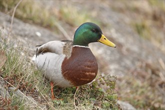 Mallard (Anas platyrhynchos), male, standing in a meadow on the lakeshore, Chiemsee, Bavaria,