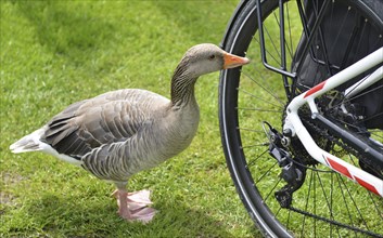 Greylag goose (Anser anser) on the rear wheel of a bicycle