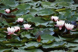 Water lily pond in late summer, water lilies (Nymphaea), Saxony, Germany, Europe