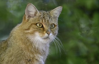 European Wildcat (Felis silvestris), portrait, captive, Rhodes, Département Moselle, Lorraine,