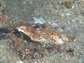 Little dragonfish (Eurypegasus draconis), dive site Sodwana Bay National Park, Maputaland Marine