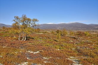 Dovrefjell National Park in autumn, trees, mountains with snow, Oppdal, Norway, Europe