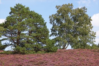 Fischbeker Heide nature reserve, heath blossom, flowering common heather (Calluna vulgaris), Scots