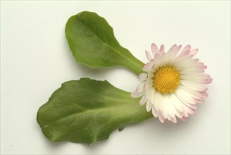 Common daisy (Bellis perennis), medicinal plant, naturopathy classifies the daisy among other