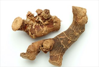 Indian galangal, Alpinia calcarata, Brachychilum horsfeldi, is a rhizomatic perennial herb commonly