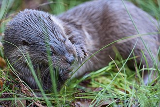 European Otter (Lutra lutra), lying, captive