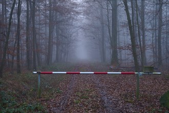 Forest path with gate at foggy morning, Kreuzwertheim, Spessart, Bavaria, Germany, Europe