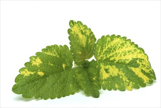 Yellow lemon balm (Melissa officinalis) or melissa, family of the labiates, the foliage leaves,