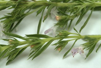 Summer savory (Satureja hortensis), also garden savory, true savory, pepperwort, family of the