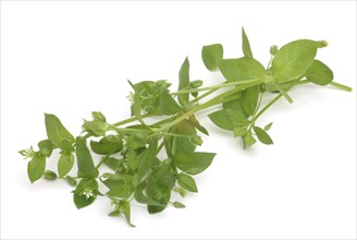 Greater stitchwort (Stellaria holostea), Rabelera holostea, also Common Chickweed, medicinal plant