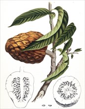 Wild-sweetsop (Annona reticulata), or the oxheart, is a species of the Annonaceae family. It is