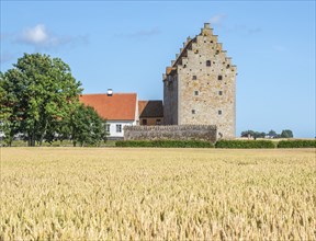 Field of ripe wheat in front of the medieval castle Glimmingehus in Simrishamn municipality,