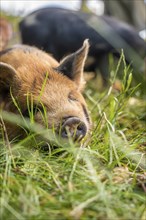 Domestic pig in the green, Amsterdam, Netherlands