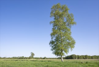 Downy birch (Betula pubescens), solitary, in a meadow in spring, blue sky, Lower Saxony, Germany,