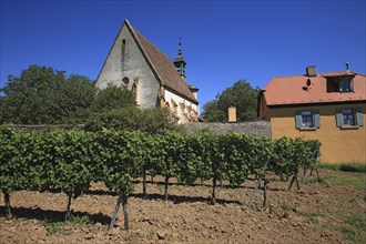 Maria im Weingarten Chapel, Volkach, Kitzingen District, Lower Franconia, Bavaria, Germany, Europe