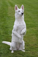 White Swiss Shepherd domestic dog (Canis lupus familiaris) sitting in the garden