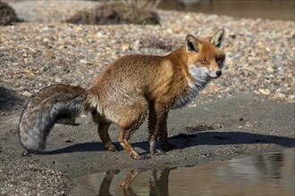 Red fox, red foxes (Vulpes vulpes), Fox, Foxes, Canines, Predators, Mammals, Animals, Red fox