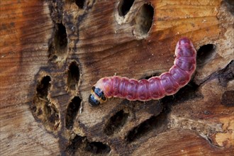 Caterpillar of the goat moth (Cossus cossus) in wood, Germany, Europe