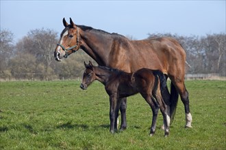 Holstein domestic horse (Equus caballus) mare with foal in the field, Germany, Europe