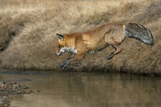 Red fox, red foxes (Vulpes vulpes), Fox, Foxes, Canines, Predators, Mammals, Animals, Red fox