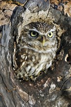 Little owl (Athene noctua) looking through nest opening in old tree