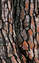 Stone Pine (Pinus pinea) bark, Coto Donana National Park, Spain, Europe