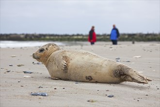 Seal, Common seal, Harbour harbor seals, Common seals, Marine mammals, Predators, Seals, Mammals,