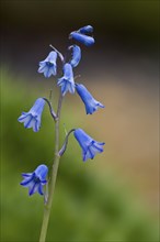 Spanish bluebell (Hyacinthoides hispanica), Lily family, Spanish bluebell in flower, Spain, Europe