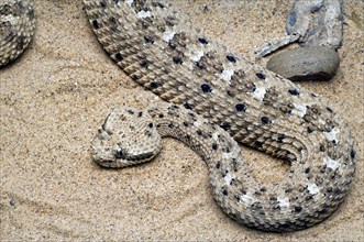 Horned Rattlesnake, Sidewinder Rattlesnake, Horned Rattlesnake, Sidewinder Rattlesnake,