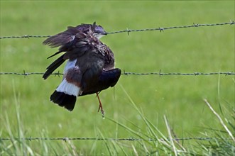 Dead northern lapwing (Vanellus vanellus) caught in barbed wire in field