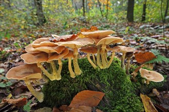 Dark honey fungus (Armillaria solidipes) (Armillaria ostoyae)