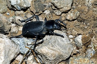 Broad-necked darkling beetle (Coelocnemis californicus), native to southern Canada and western USA