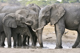 Elephants (Loxodonta africana) drinking at a waterhole, near Somalisa, Hwange National Park,