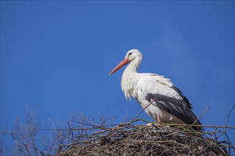 White stork (Ciconia ciconia) in the nest, North Rhine-Westphalia, Germany, Europe