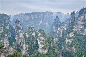 Famous tourist attraction of China, Zhangjiajie stone pillars cliff mountains in fog clouds at