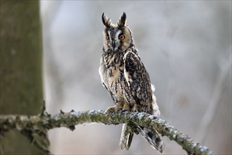 Long-eared owl (Asio otus), adult, perch, winter, alert, Bohemian Forest, Czech Republic, Europe