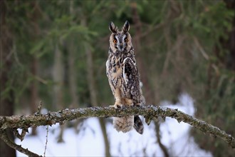 Long-eared owl (Asio otus), adult, perch, winter, snow, alert, Bohemian Forest, Czech Republic,