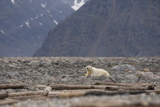 Reclining polar bear (Ursus maritimus), male, Blomstrandhalvoya, Svalbard and Jan Mayen