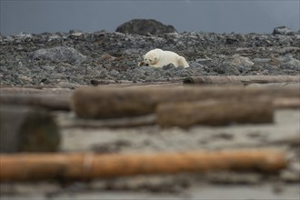 Reclining polar bear (Ursus maritimus), male, Blomstrandhalvoya, Svalbard and Jan Mayen