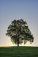 Single English oak (Quercus robur), near Füssen, Ostallgäu, Bavaria, Germany, Europe