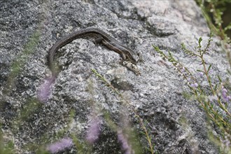 Viviparous lizard (Lacerta vivipara), Emsland, Lower Saxony, Germany, Europe