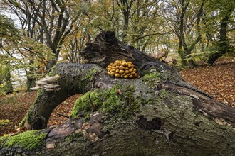 Golden scales (Pholiota aurivella and ringed beech slime moulds (Oudemansiella mucida) in beech