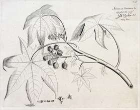 Aranacu Citaranacu, copperplate engraving by Hendrik Adriaan van Rheede tot Draakenstein, from the