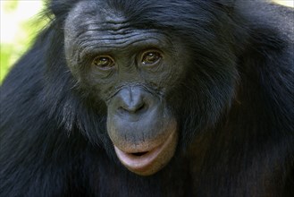 Bonobo (Pan paniscus), portrait, Lola ya Bonobo Sanctuary, Kimwenza, Mont Ngafula, Kinshasa,