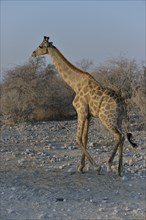 Giraffe (Giraffa camelopardalis), walking, Etosha National Park, Namibia, Africa