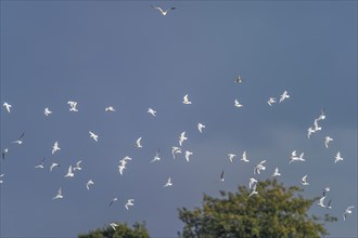 Black-headed Gull (Chroicocephalus ridibundus), birds in flight over marshes at winter time