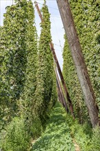 Hop field Hop cultivation, Hops (Humulus), Alsace, France, Europe