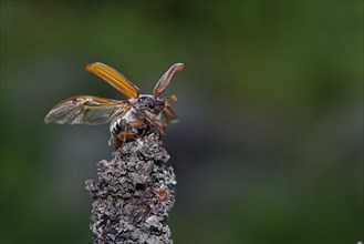 Cockchafer (Melolontha melolontha) taking off, Småland, Sweden, Europe