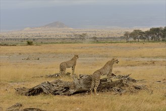 Cheetah (Acinonyx jubatus), male, Amboseli National Park, Rift Valley Province, Kenya, Africa